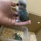 فروخ روز للبيع