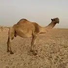 ناقه