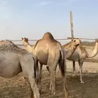 لبيع حشو