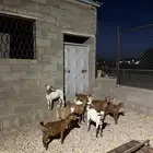 تيوس و عنقان