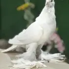 ذكر حمام نفاخ مستوا
