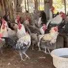 ديوك اعمار 7 شهور وفوق