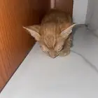 قطة للتبني