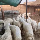 طليان حري