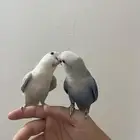 زوج روز منتج اليف
