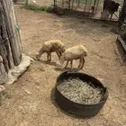 رخيل للبيع