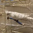 ببغاء   طير كروان اللوتينو طفره جينيه عيونه حمر