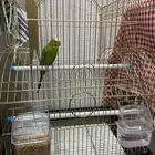 طير أنثى البادجي للبيع مع القفص