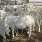 ضان صنف تم البيع