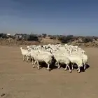 الغنم