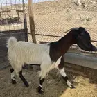 معزا شاميه مضرع