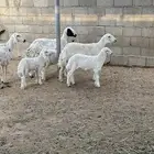 حريات متابيع 3. تحته 3. صغار سن