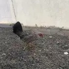 3دجاج فخر من لاخر نودر كفو على شرط للبيع الموقع الشرفه