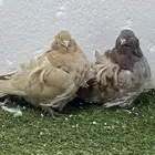 ازواج حمام زينه
