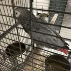 ببغاء كاسكو غير أليف