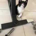 قطط شهرين للتبني