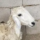 رخل حريه