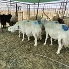 شياه حريات دفيييع واصله