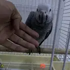 للبيع كاسكو العمر 7شهور هادي بداية كلام(3000)