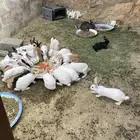 ارانب للبيع