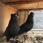 جوز حمام