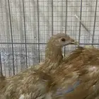 ديك ودجاجه