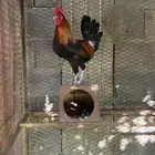 ديك ودجاجه بلدي اصيل