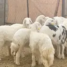 رخال كفو كفو جدا زبده