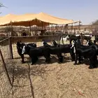 تيوس فواخر