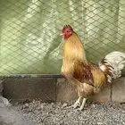 ديك تركي للبيع