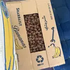 تمر رزيز سفسيف 2025