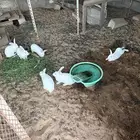 ارانب مصرية