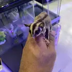 سنجاب الطائر اليفه