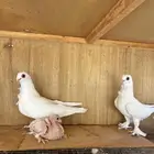 زوج بولندي