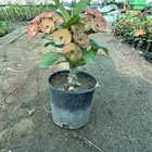 صبار ايفوريبا