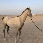 خيل شعبي العربي اصيل صحته شرط سليمه