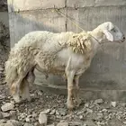 للبيع خروف فحل
