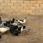 ذكور بط مسكوفي