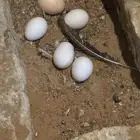 موجود بيض مفتل الهجين قطني