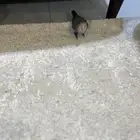 روز مفطوم