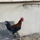 اعرض لكم 10 دجاج 4 دياكه وإنتاج كلها