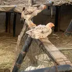 دجاج فارسي للبيع