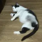 قطة حامل للتبني