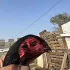 دجاجه شامو الماني