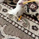 طير روز البينو كامل بيض وعيونه (حمر فيه كساح )
