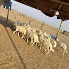 بهم تربية ( تم البيع )