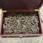 كمبودي تايقر
