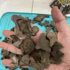 عود موروكي طبيعي اصقون تحفه