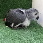 فرخ كاسيكو انتاج البلد