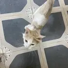 قط للتبني